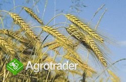 kupię zboża ekologiczne