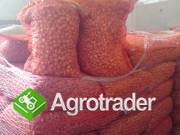 SPRZEDAM CEBULE DYMKE STURRON Z HOLANDII