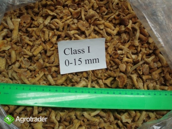 SPRZEDAM KURKI SWIEZE I MROZONE