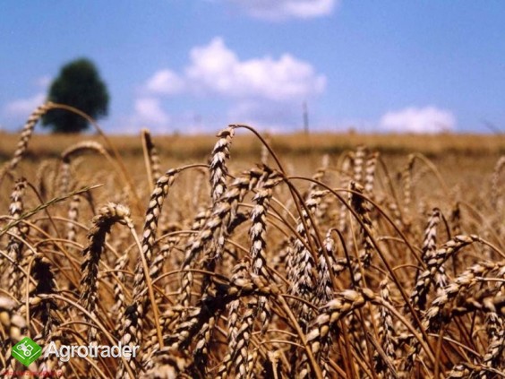 Kupię różne zboża