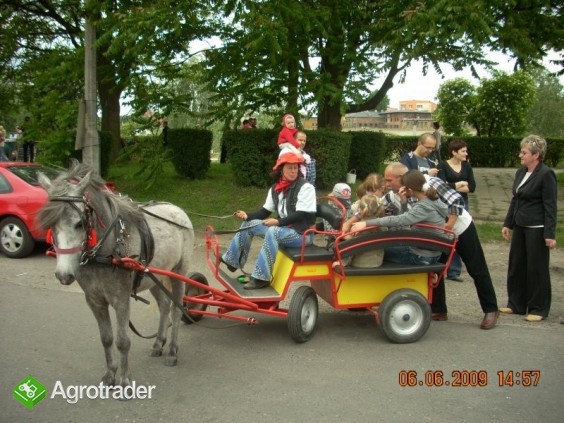 kucyki taranty - zdjęcie 4