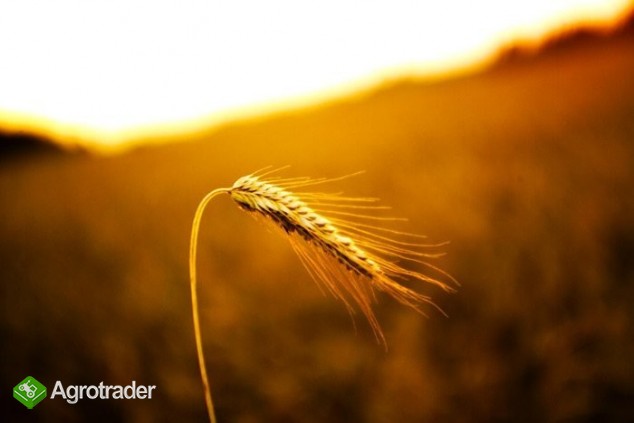 kupię żyto min 23t