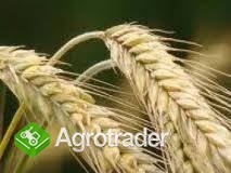 Kupię żyto pasz. i kons.