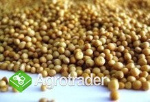 Zboża z Ukrainy - zdjęcie 5