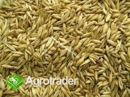 SPRZEDAM OWIES 700ZŁ/T