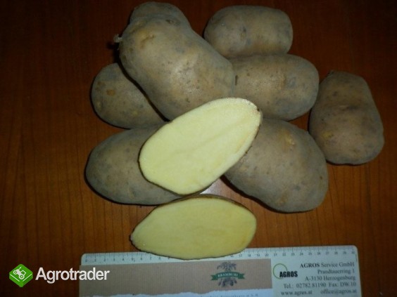 Ziemniaki na eksport
