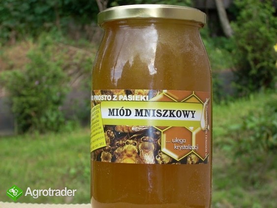 Miód spadziowy , i inne miody sprzedaż - zdjęcie 1
