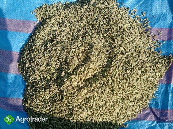 KOPER WŁOSKI - zdjęcie 1