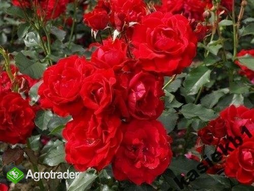 SPRZEDAM RÓŻE PIENNE , RABATOWE - zdjęcie 1