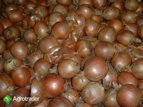 Kupię cebulę do obierania.